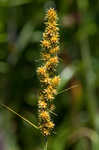 Fox sedge